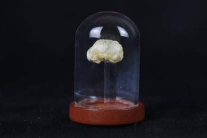 Fetal Bobcat Skull in Dome