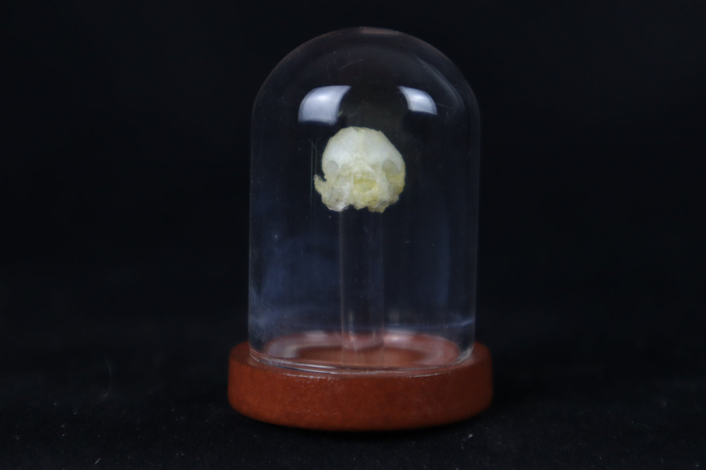 Fetal Bobcat Skull in Dome