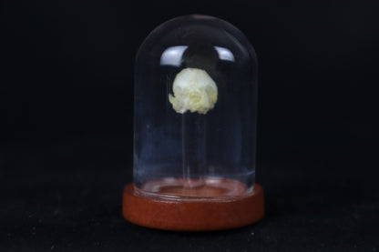 Fetal Bobcat Skull in Dome