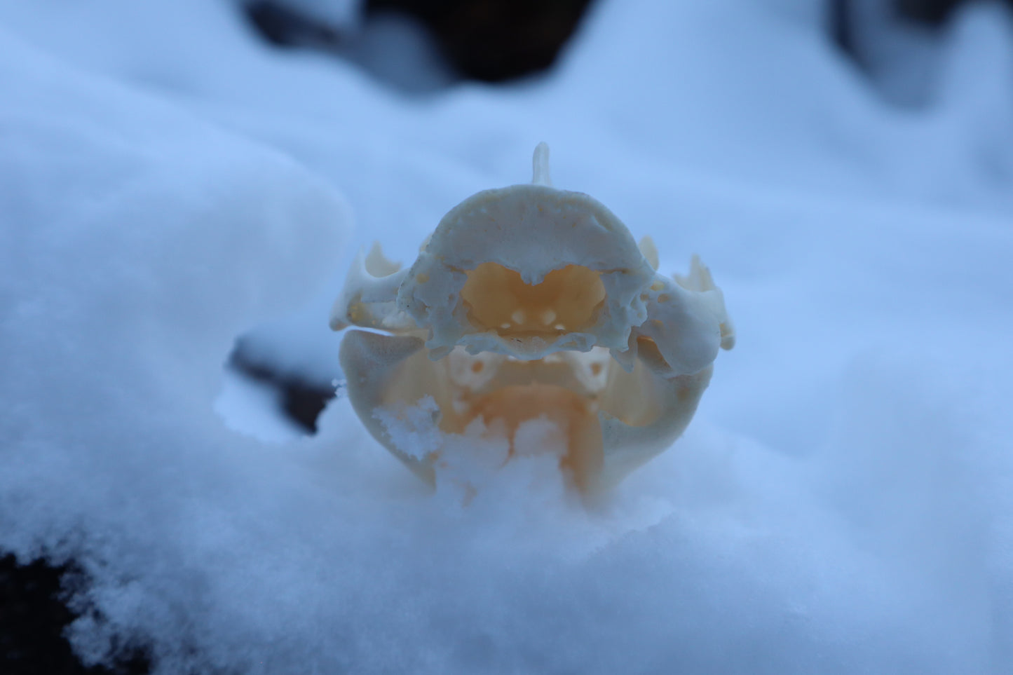 Craft Opossum Skull