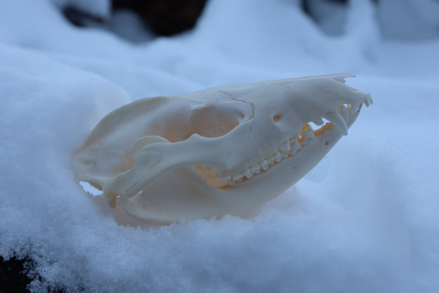 Craft Opossum Skull
