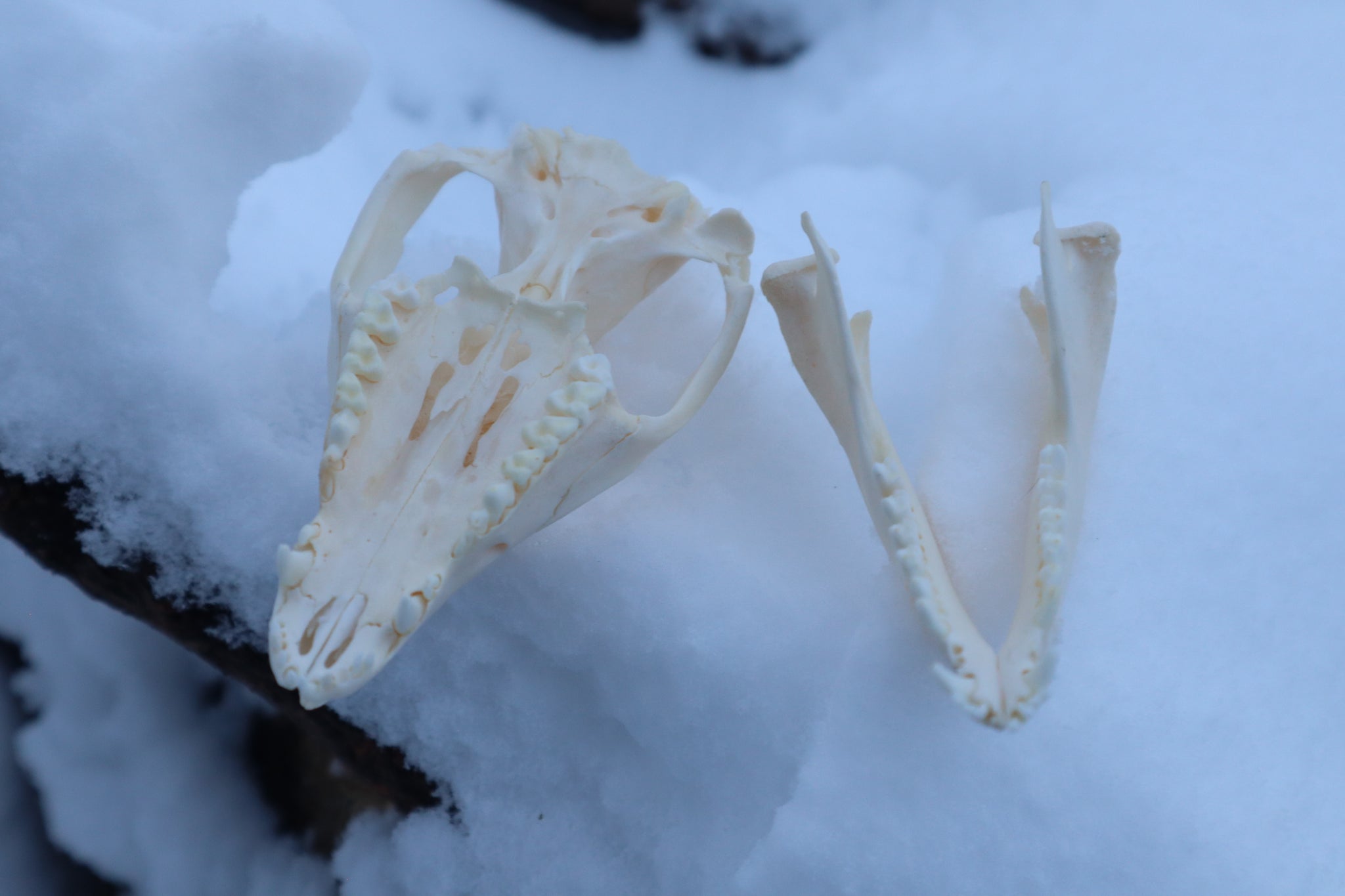 Craft Opossum Skull