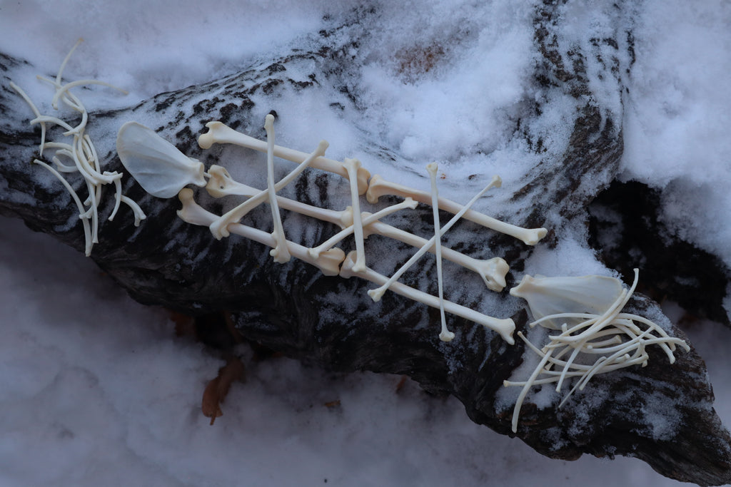 Pine Marten Bone Lot