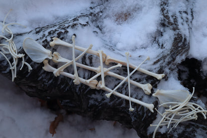 Pine Marten Bone Lot
