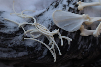 Pine Marten Bone Lot