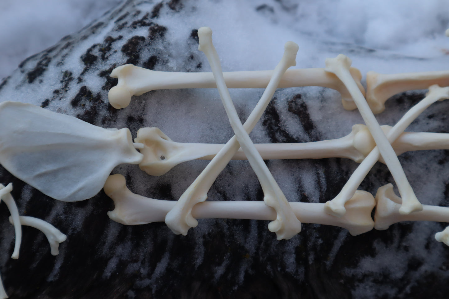 Pine Marten Bone Lot