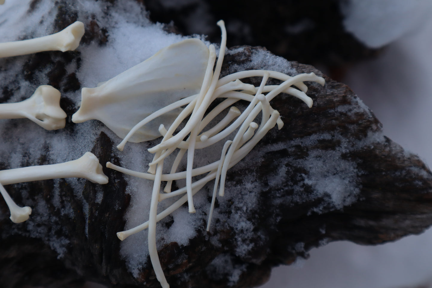 Pine Marten Bone Lot