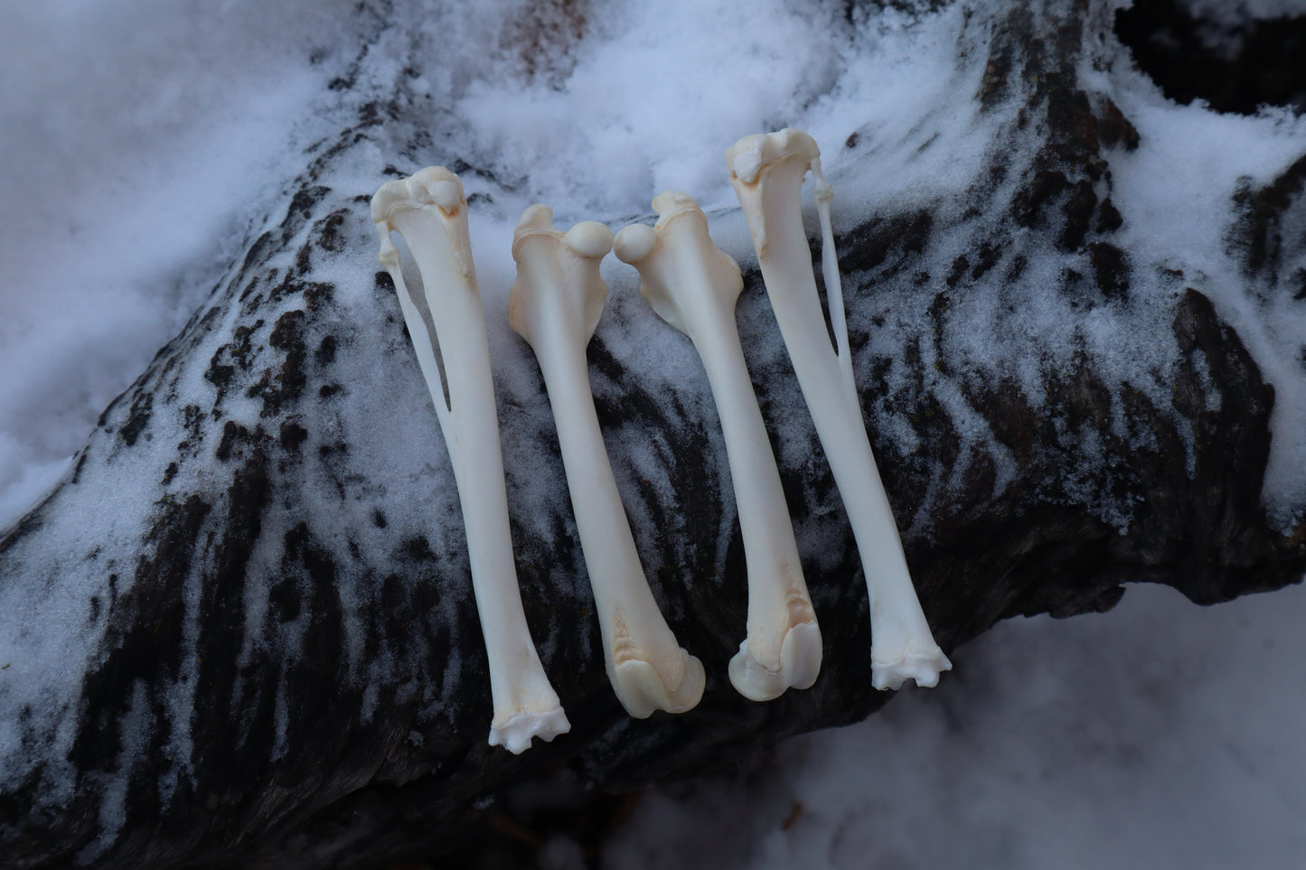 Rabbit Bone Lot