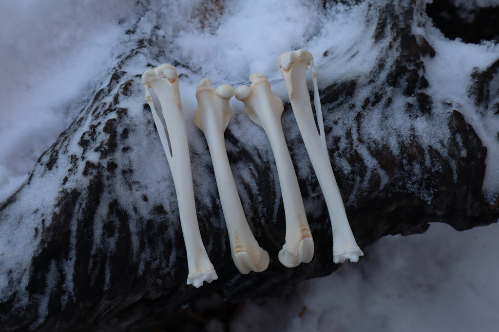 Rabbit Bone Lot