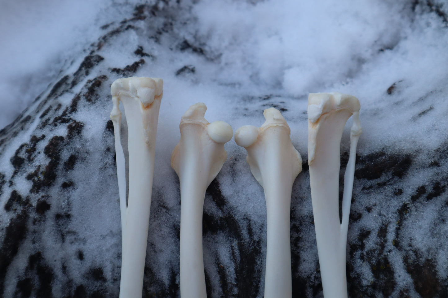 Rabbit Bone Lot