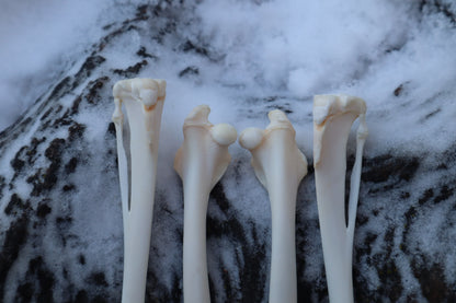 Rabbit Bone Lot