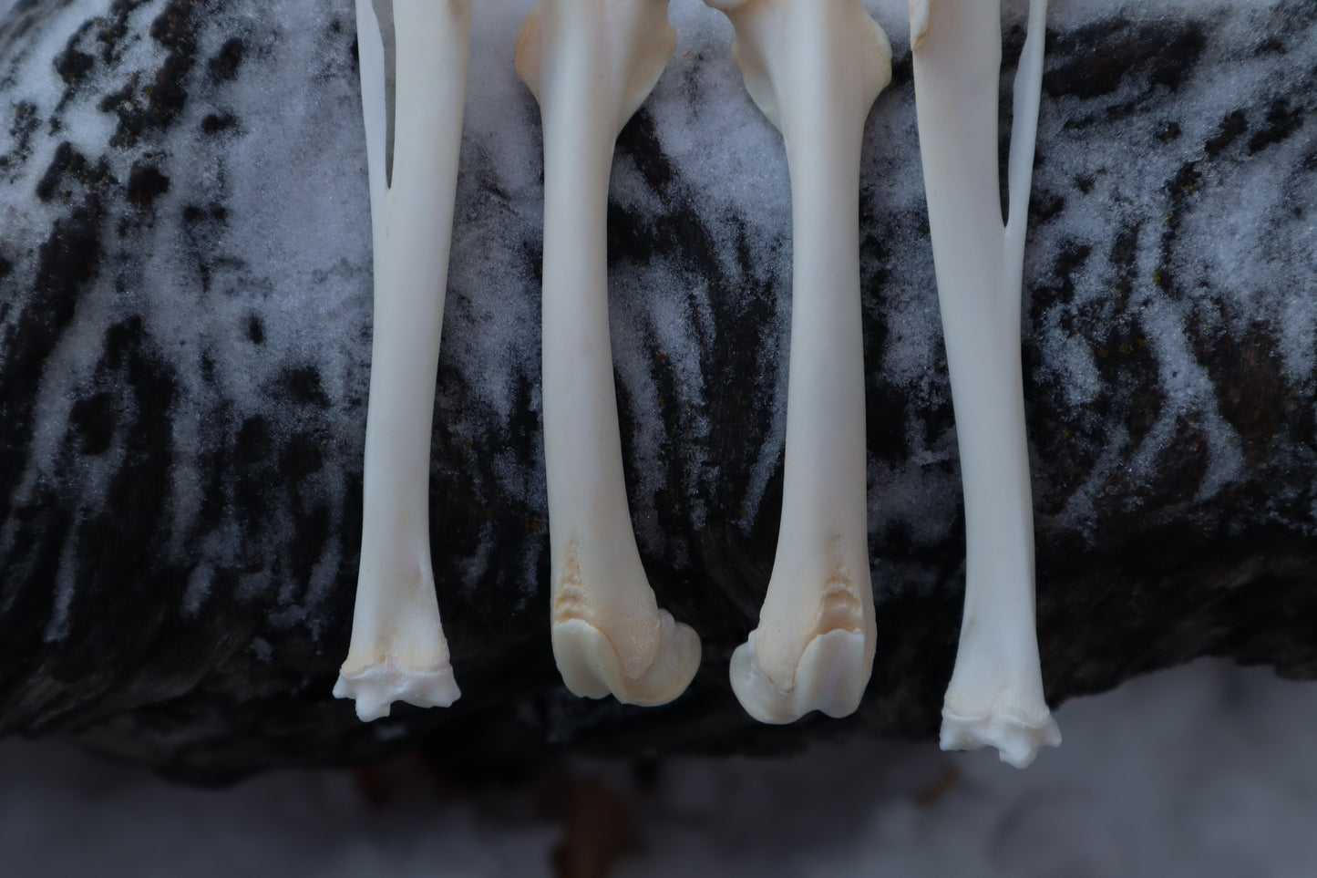Rabbit Bone Lot