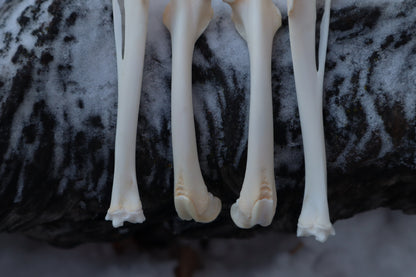 Rabbit Bone Lot