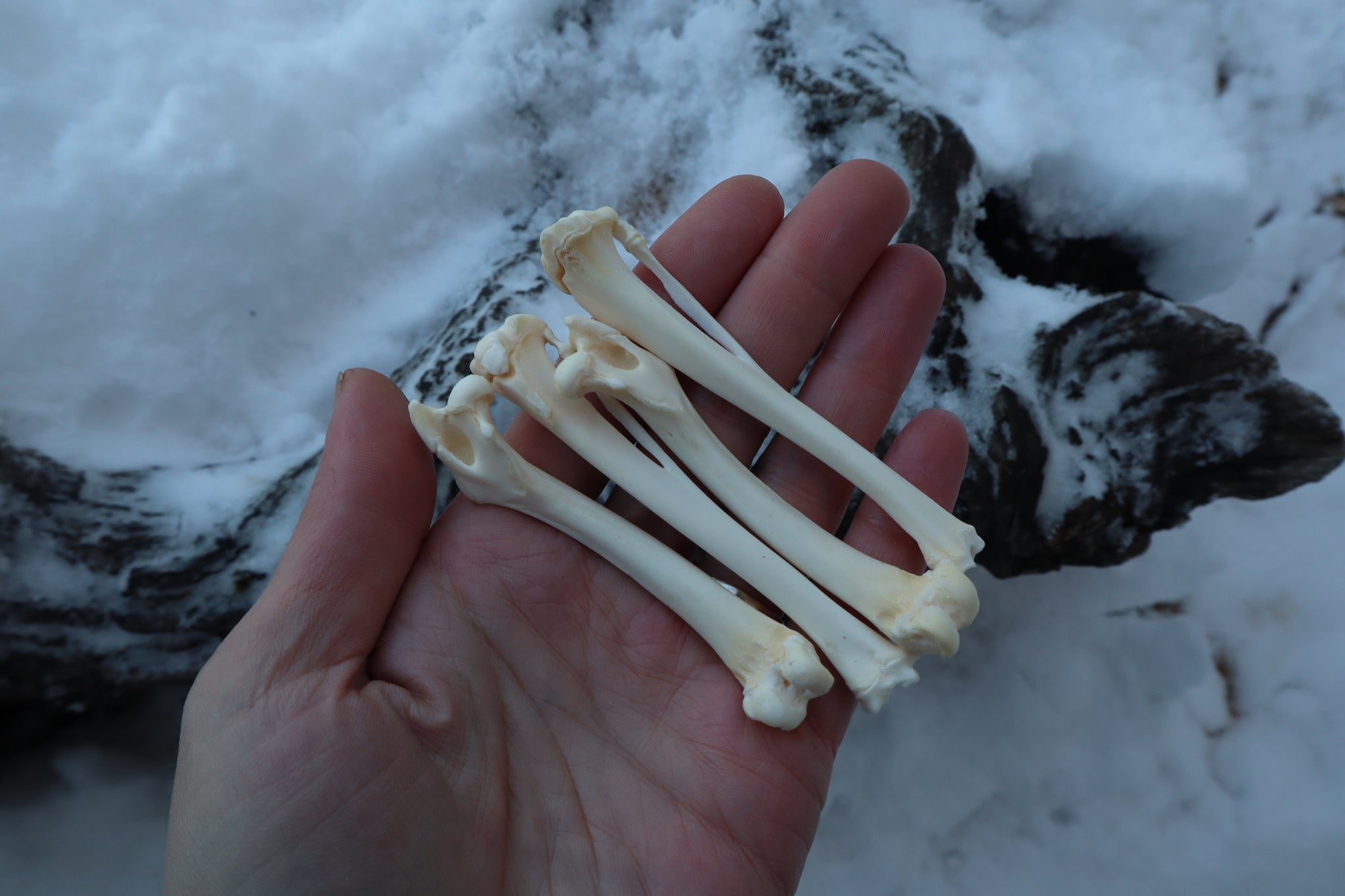 Rabbit Bone Lot