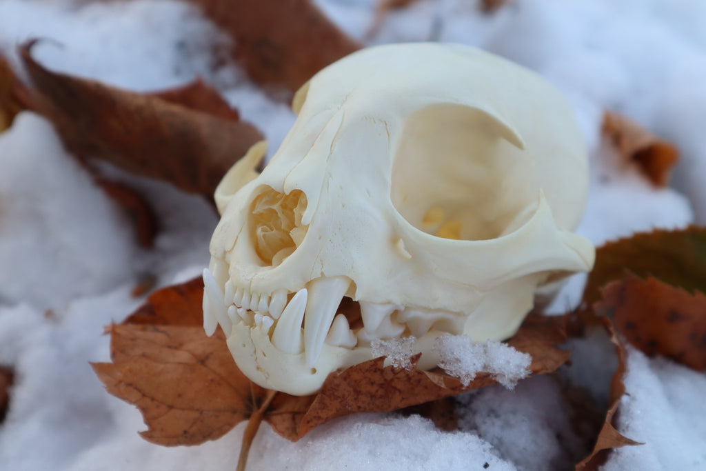 Juvenile Bobcat Skull