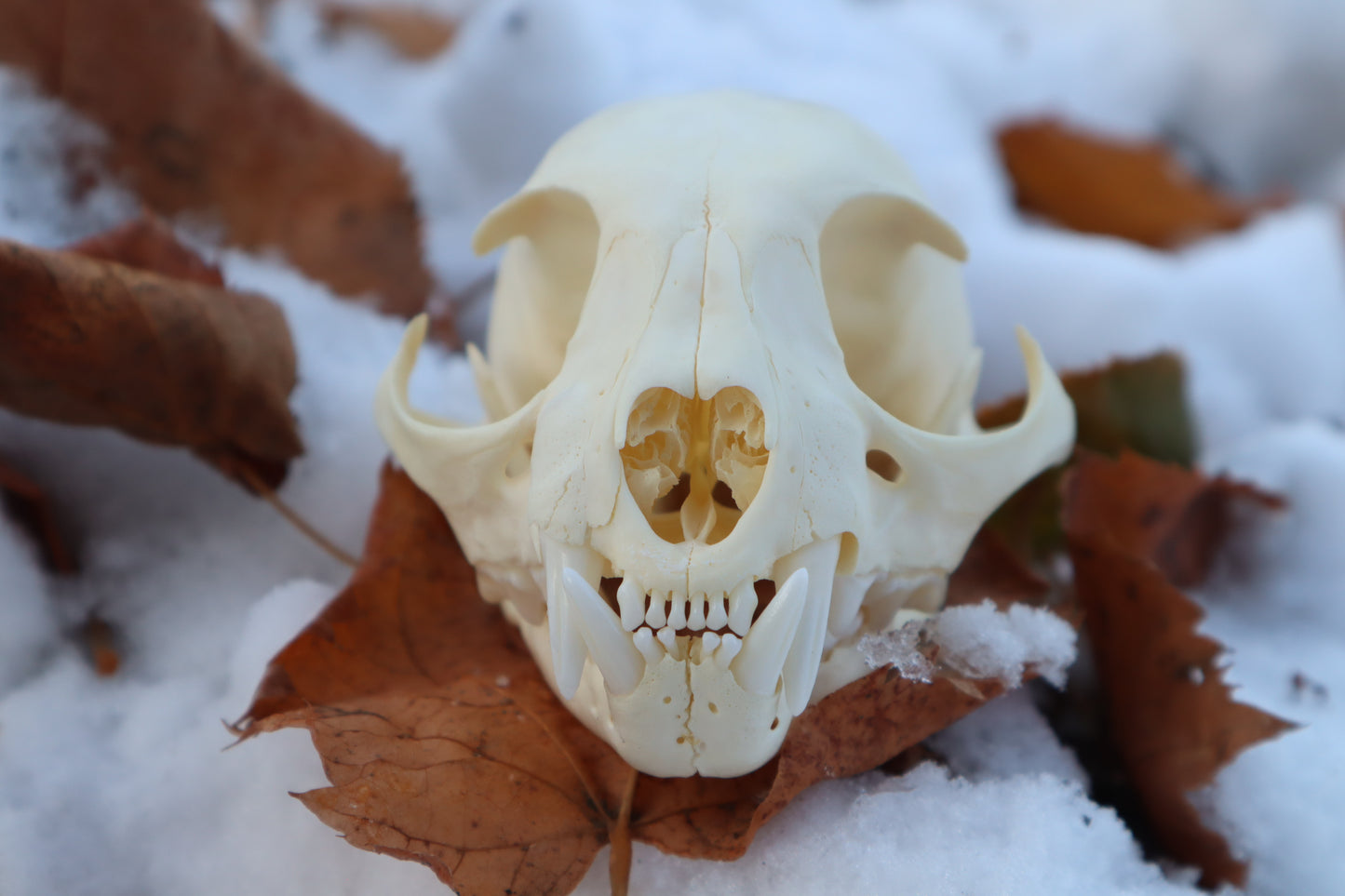 Juvenile Bobcat Skull