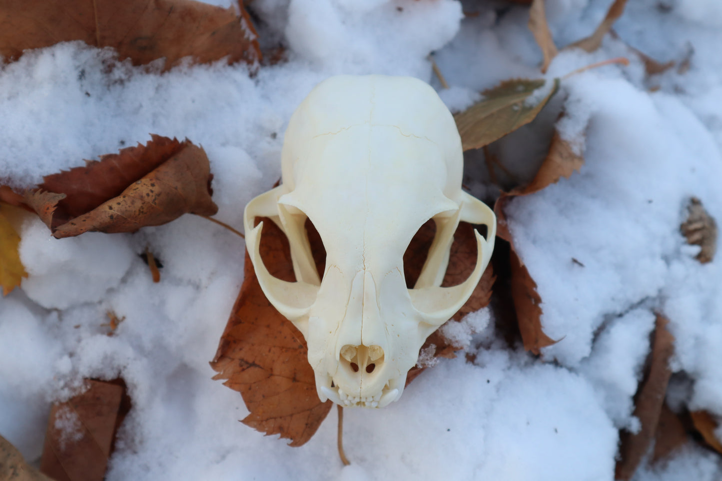Juvenile Bobcat Skull