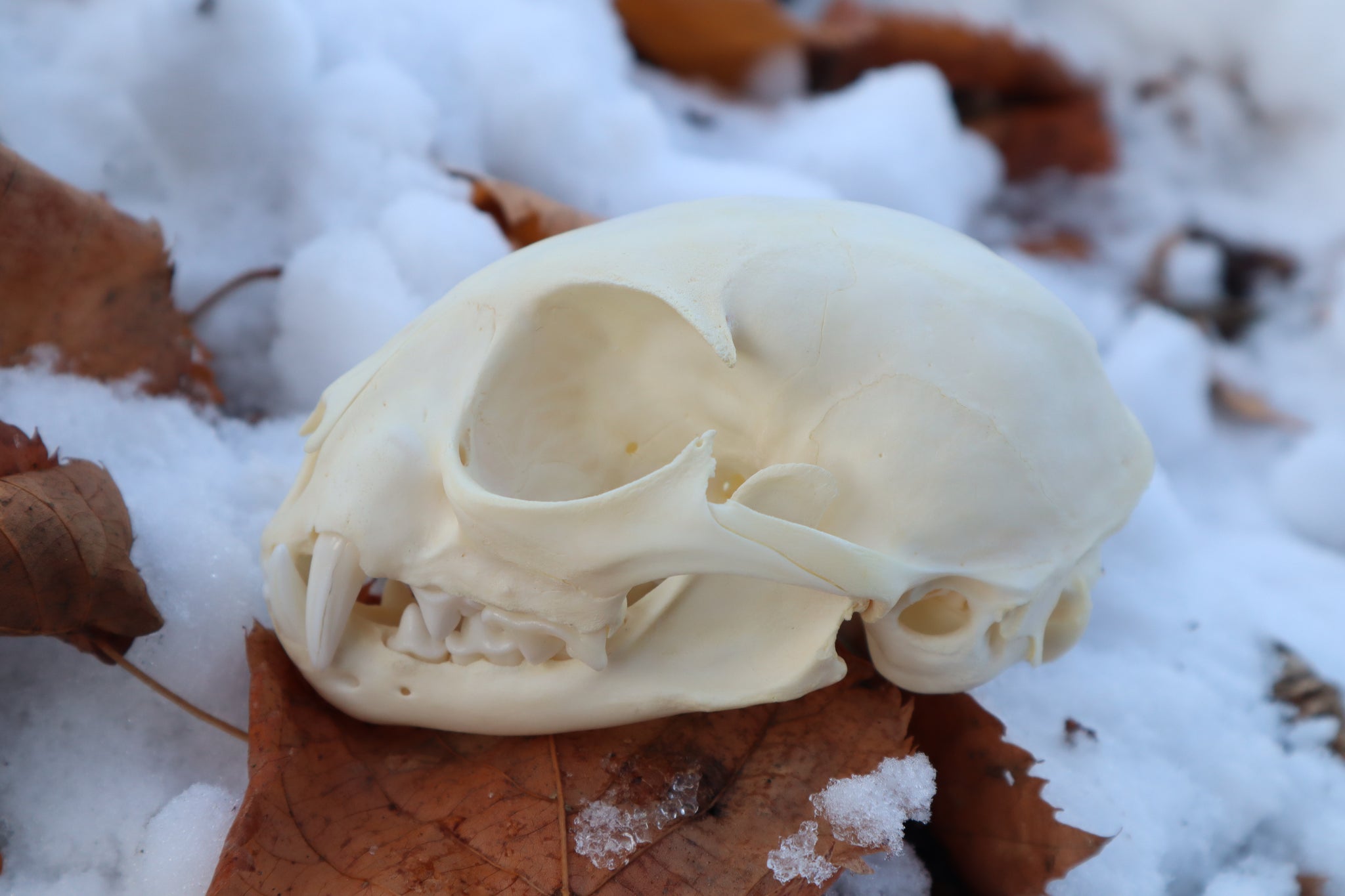 Juvenile Bobcat Skull