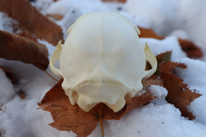 Juvenile Bobcat Skull