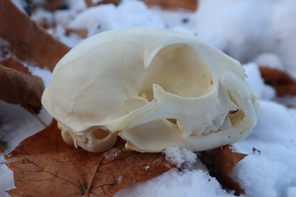 Juvenile Bobcat Skull