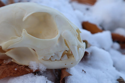 Juvenile Bobcat Skull