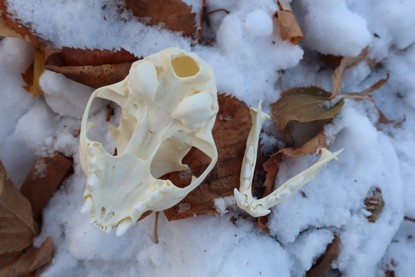 Juvenile Bobcat Skull