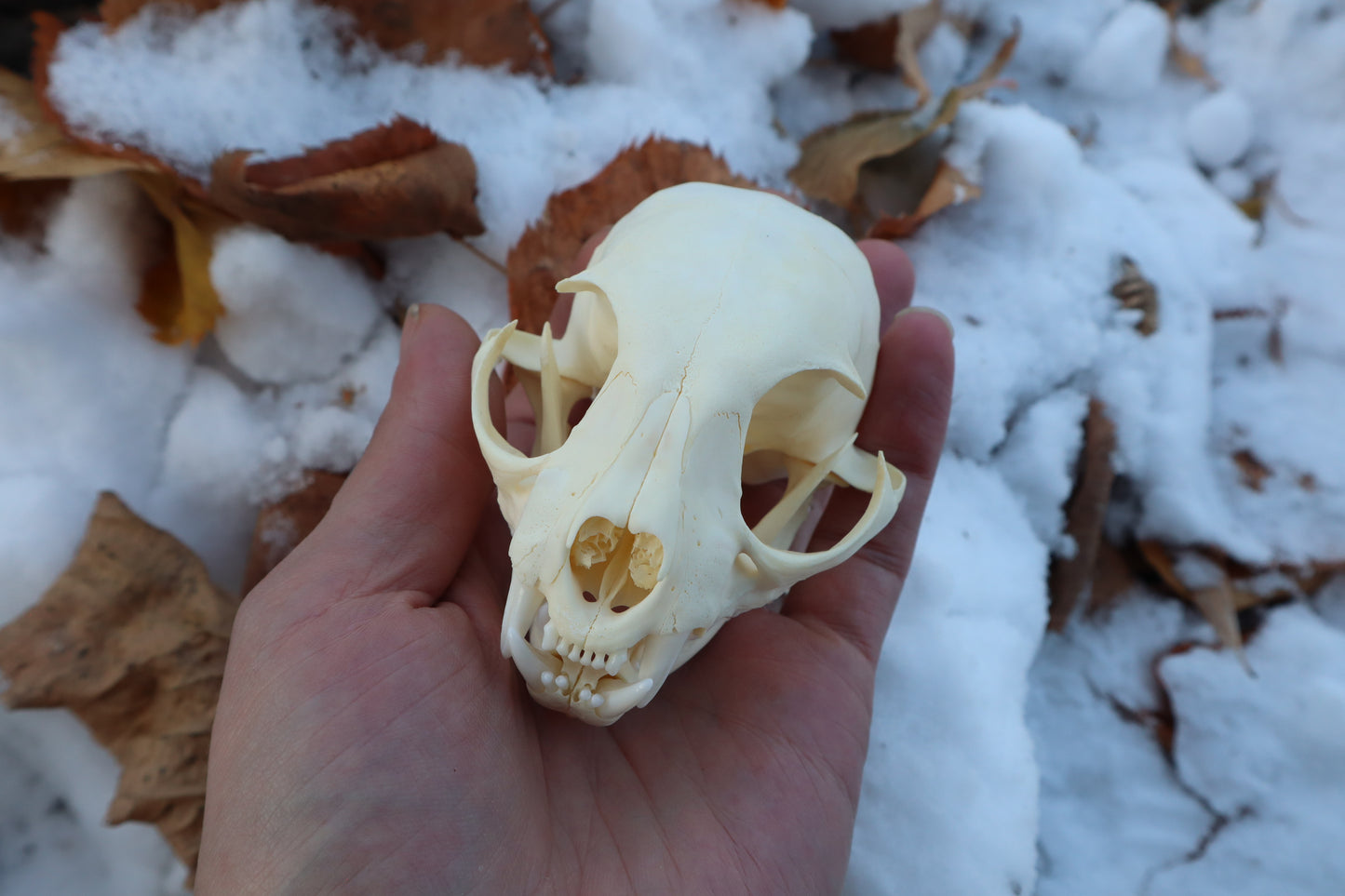 Juvenile Bobcat Skull