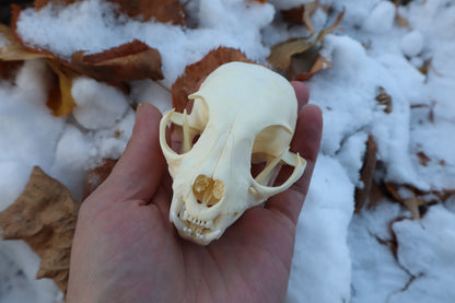 Juvenile Bobcat Skull