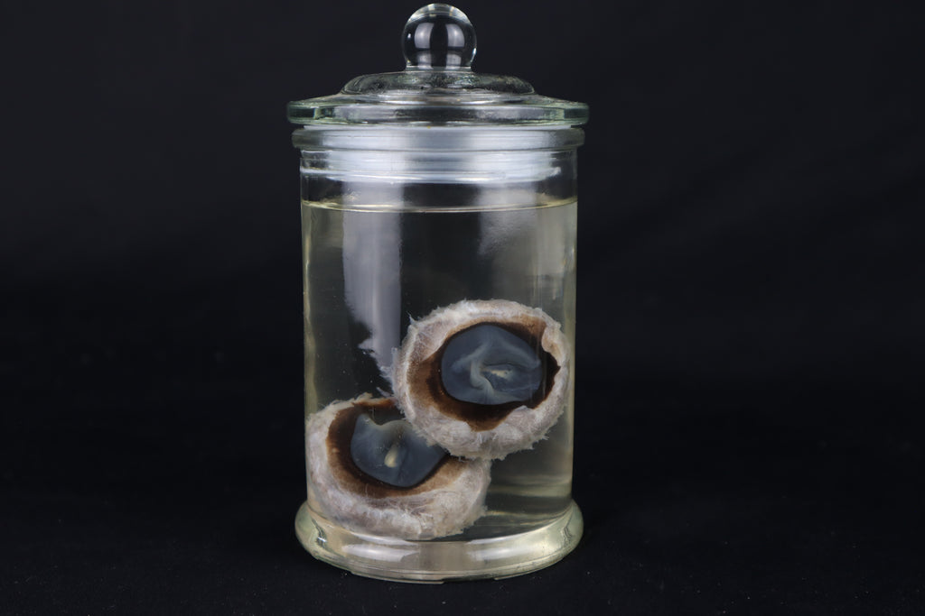 Wet Specimen Bison Eyeballs
