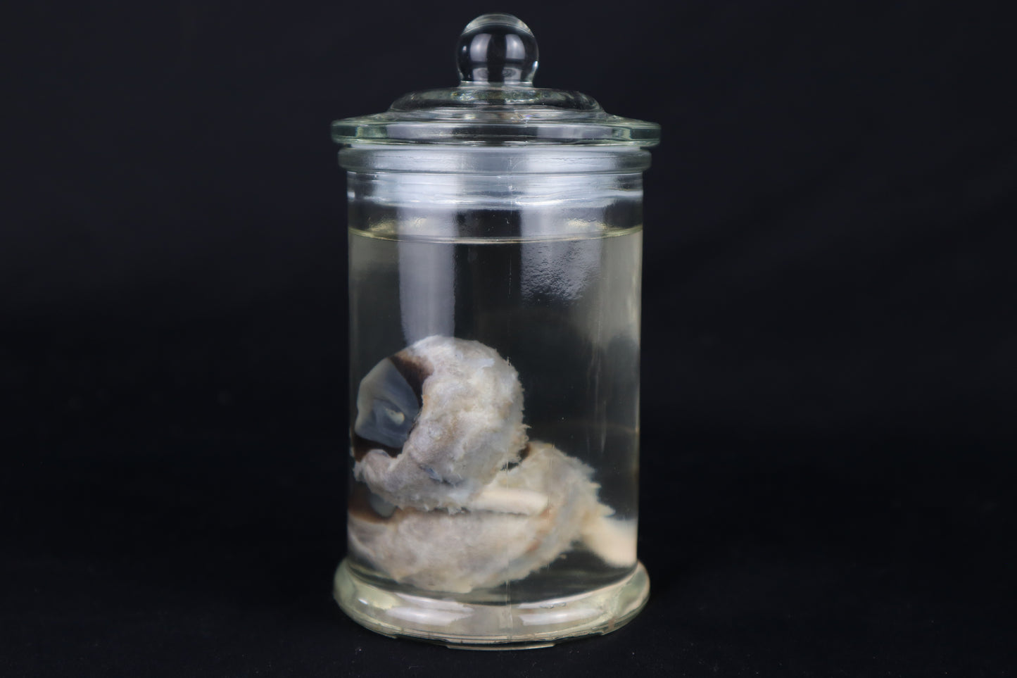 Wet Specimen Bison Eyeballs