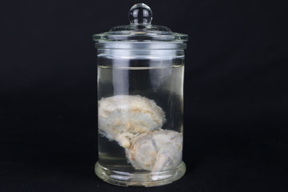 Wet Specimen Bison Eyeballs