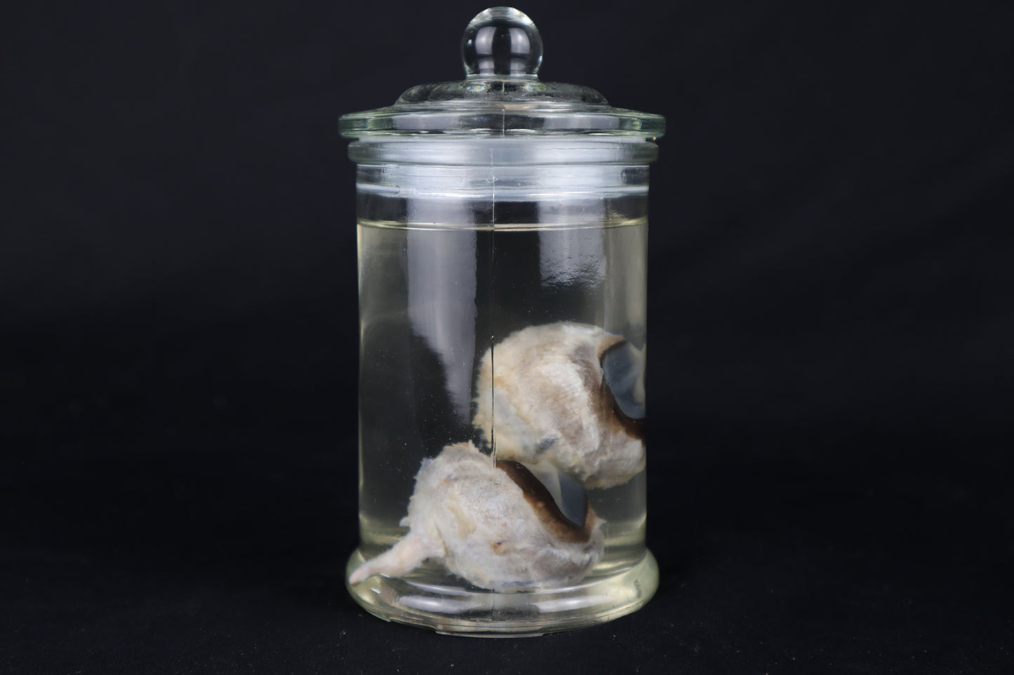 Wet Specimen Bison Eyeballs