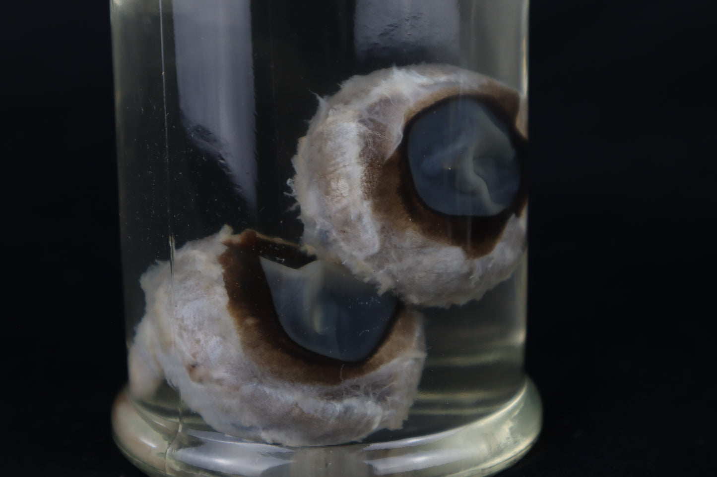 Wet Specimen Bison Eyeballs