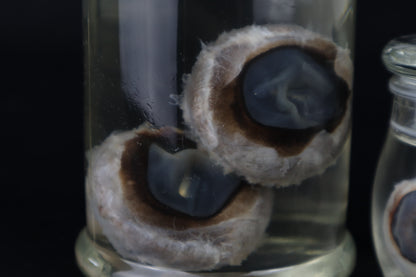 Wet Specimen Bison Eyeballs