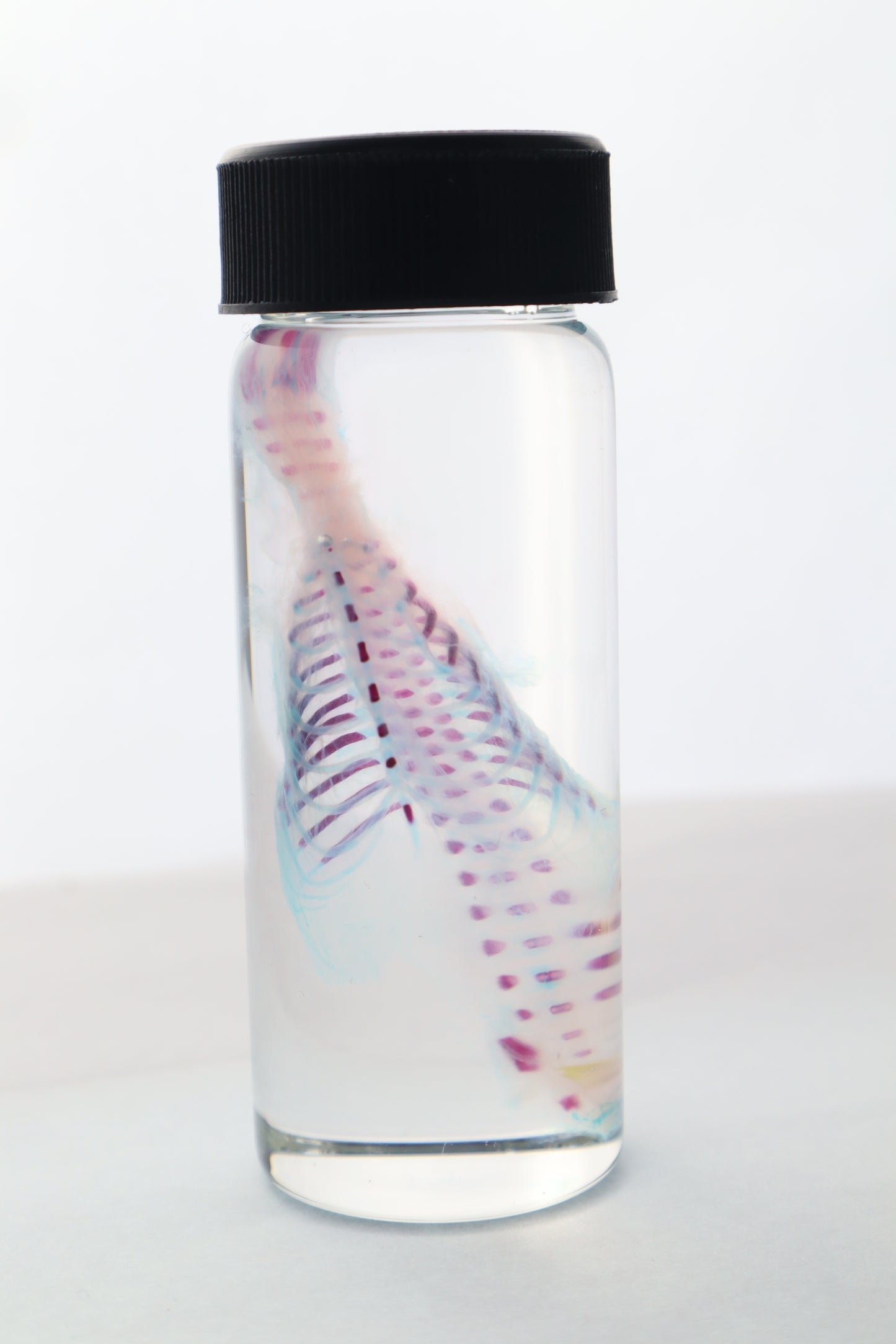 Diaphonized Fetal Bobcat Torso