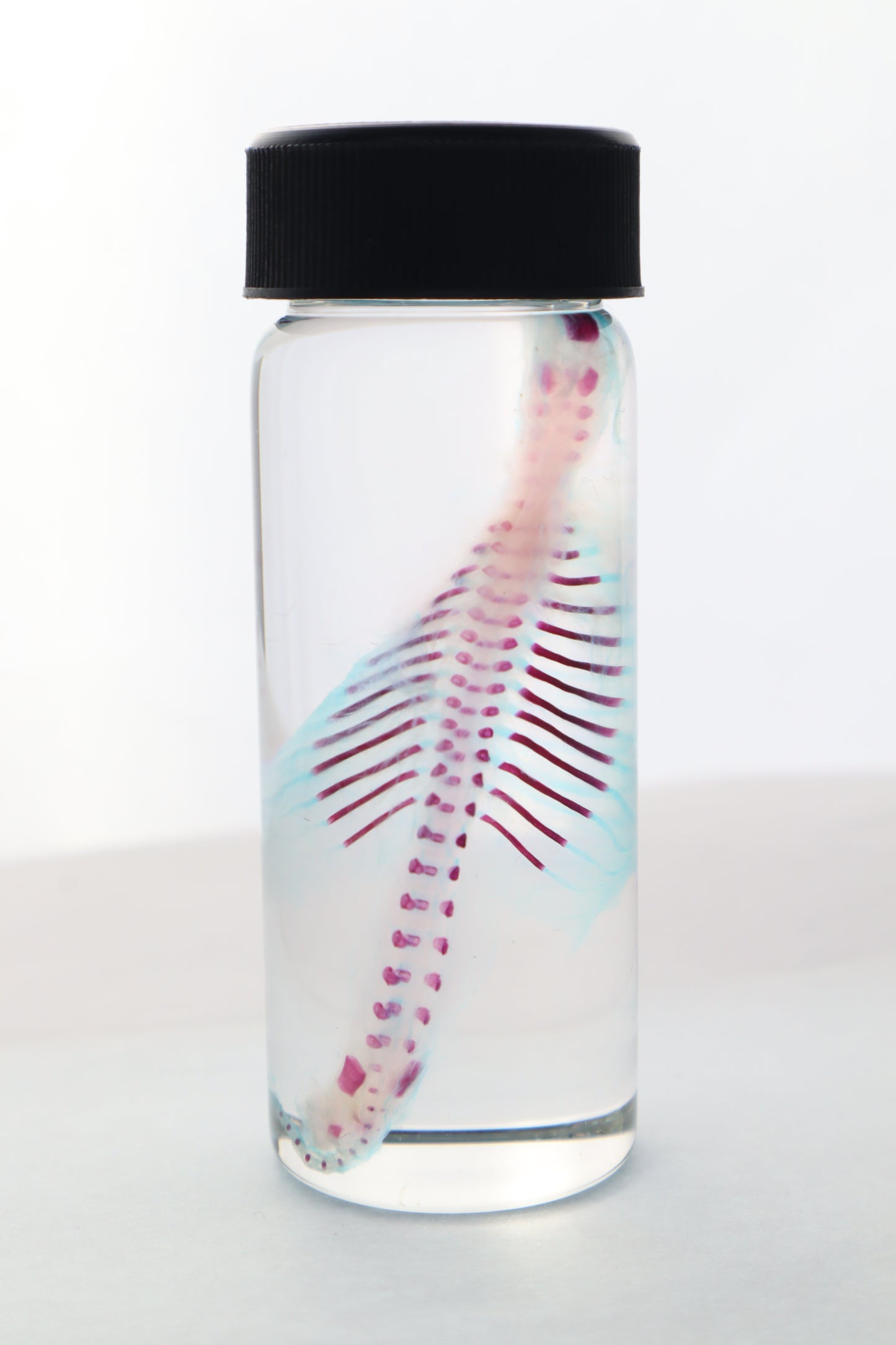 Diaphonized Fetal Bobcat Torso