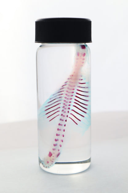 Diaphonized Fetal Bobcat Torso