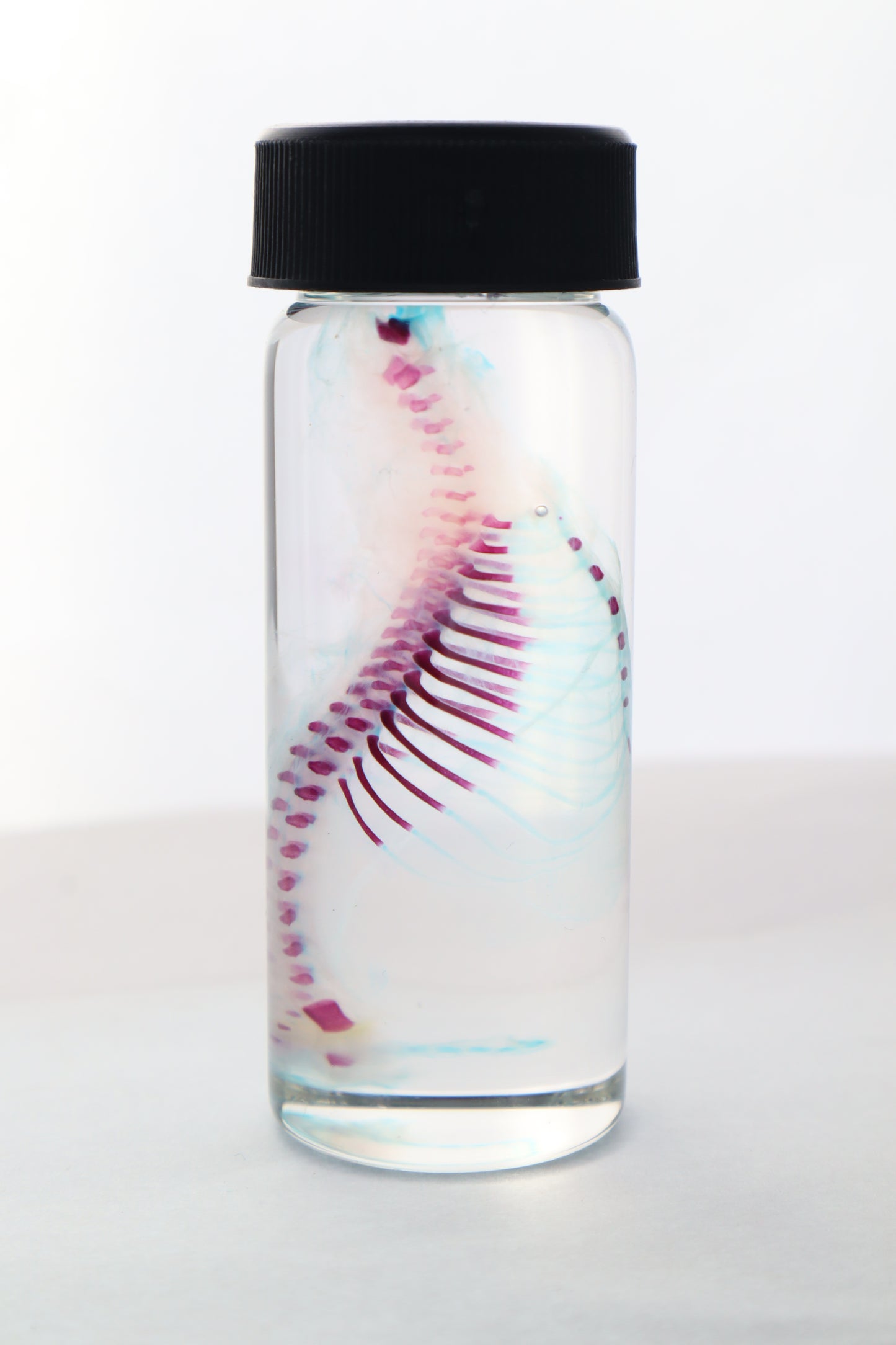 Diaphonized Fetal Bobcat Torso