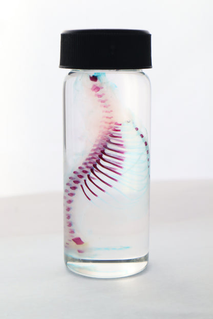 Diaphonized Fetal Bobcat Torso