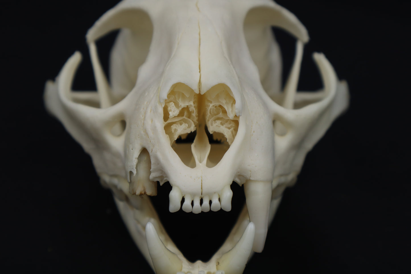 Pathological Bobcat Skull