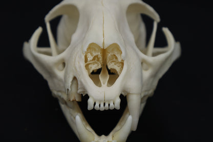 Pathological Bobcat Skull