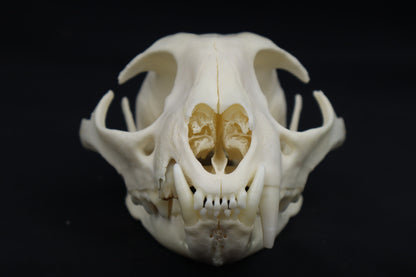 Pathological Bobcat Skull