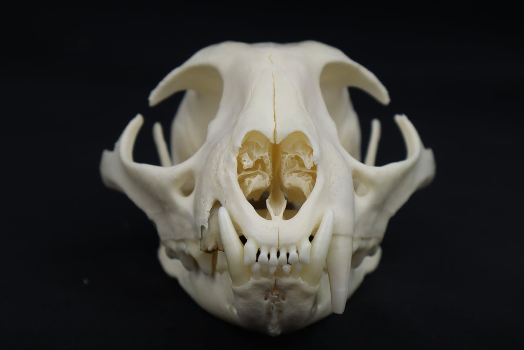 Pathological Bobcat Skull