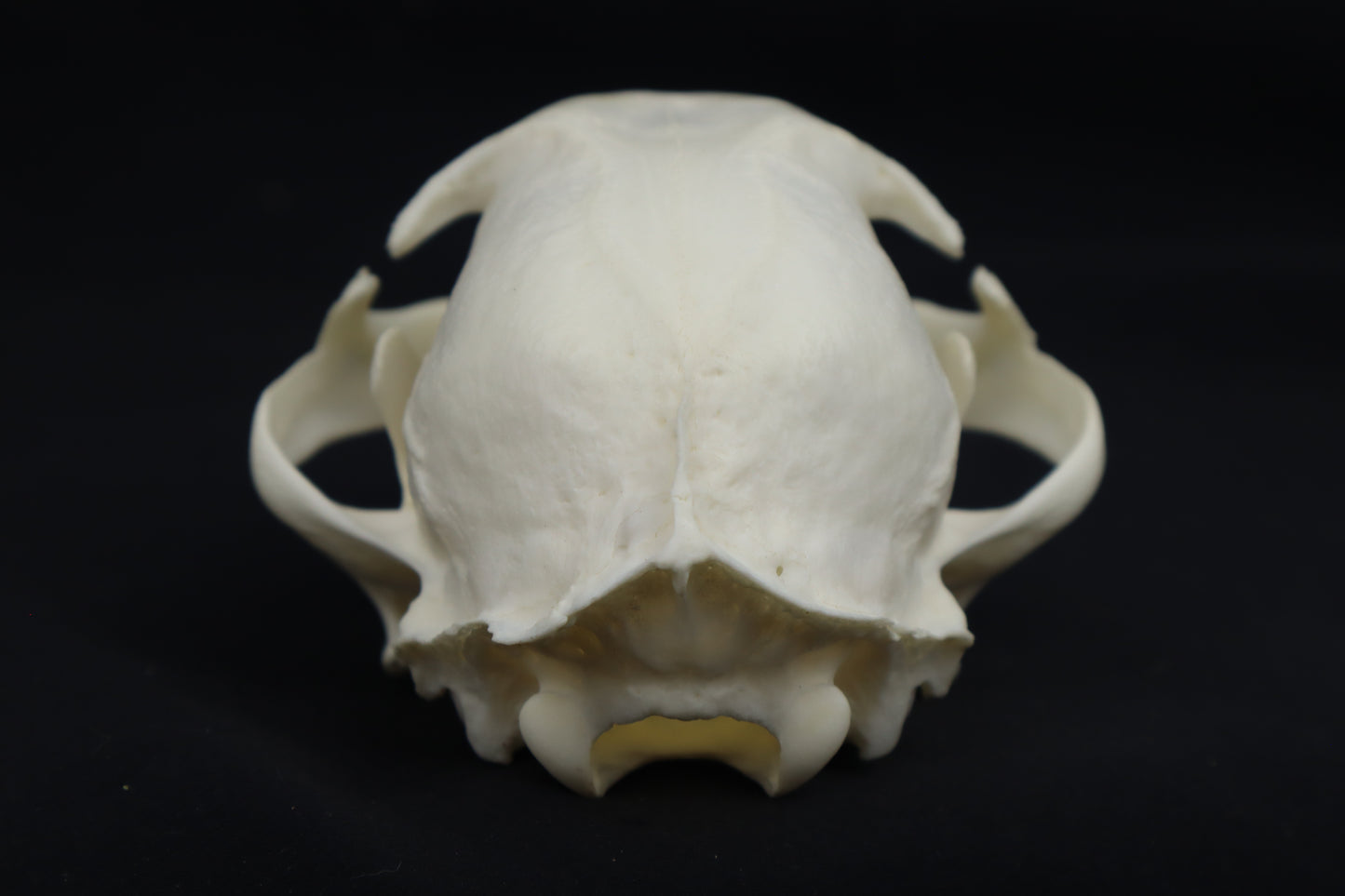 Pathological Bobcat Skull