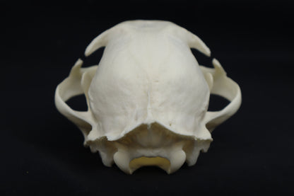 Pathological Bobcat Skull