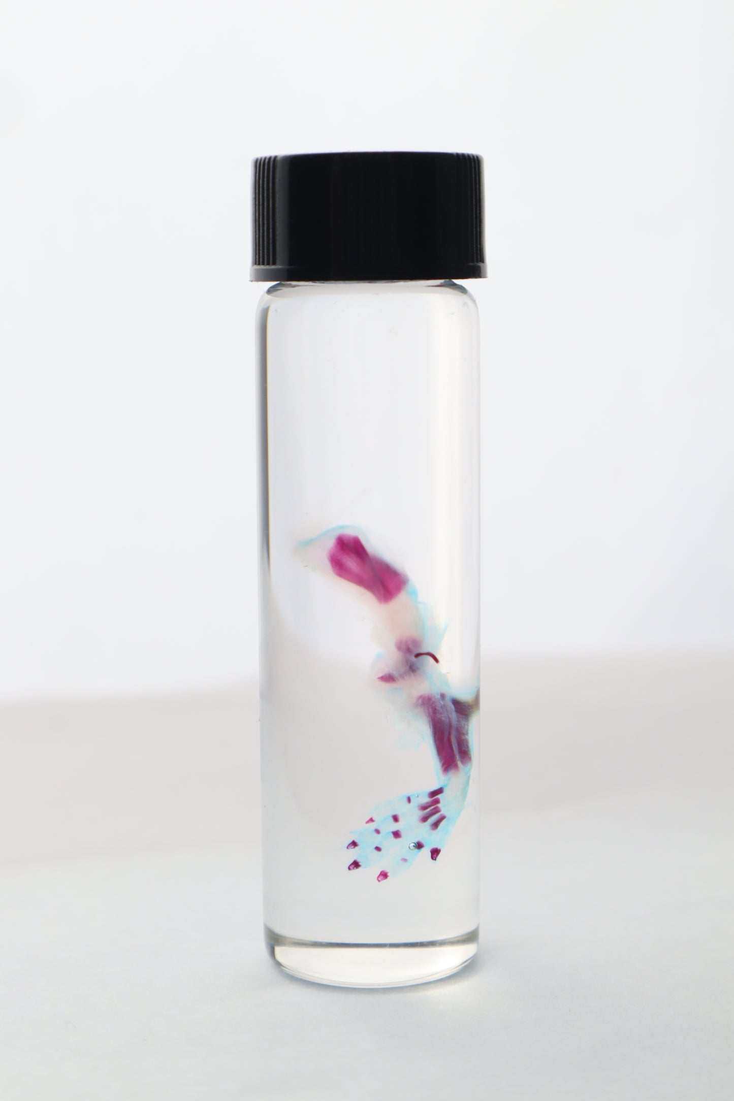 Diaphonized Fetal Bobcat Arm