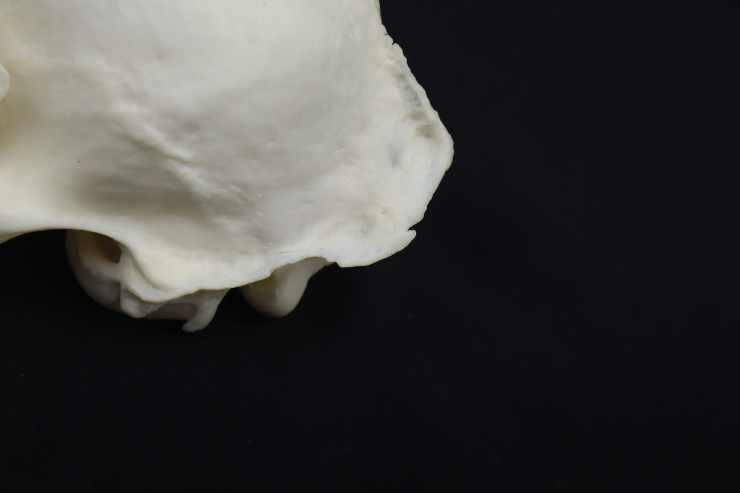 Pathological Bobcat Skull