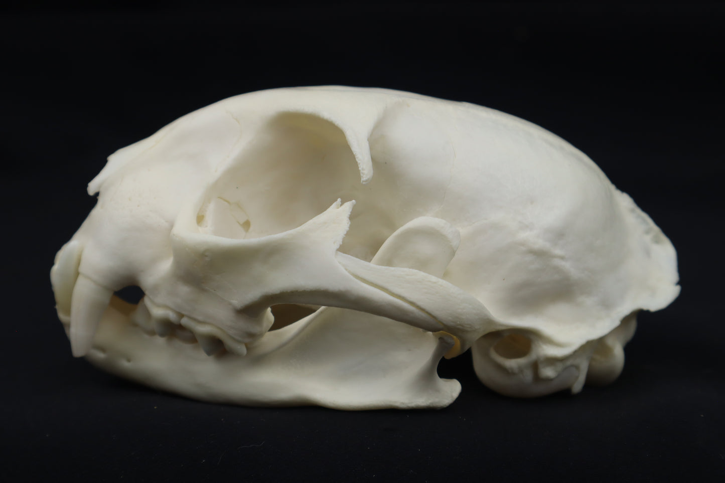 Pathological Bobcat Skull