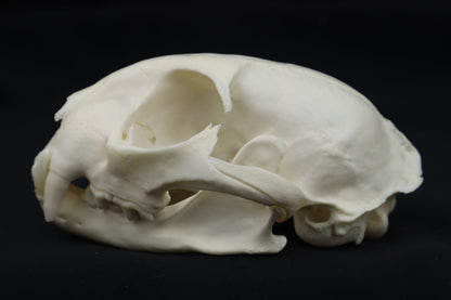 Pathological Bobcat Skull