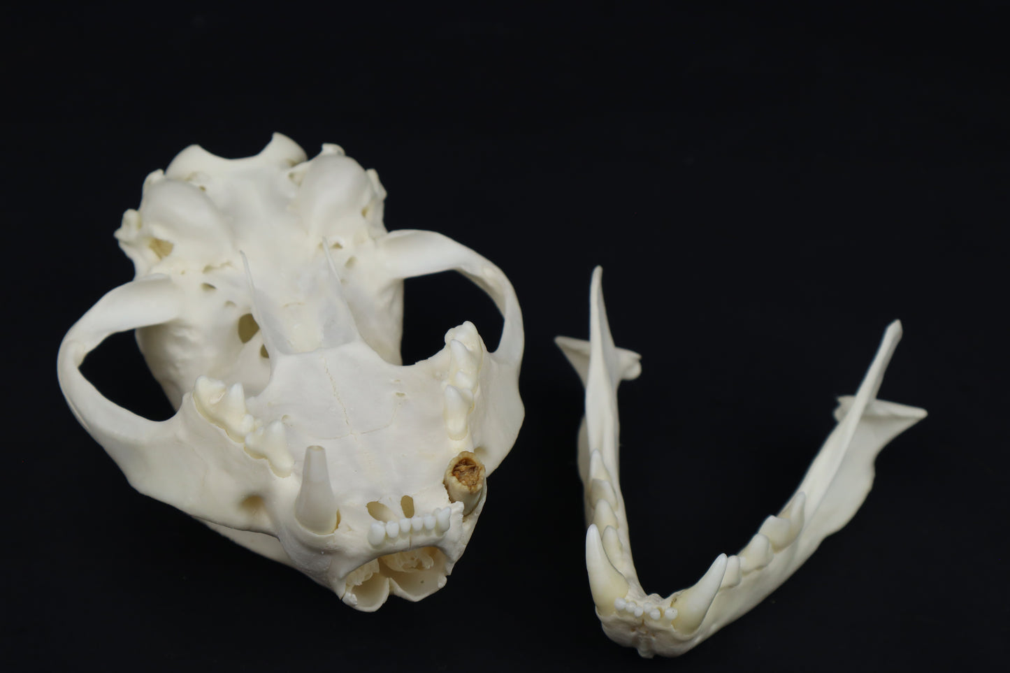 Pathological Bobcat Skull